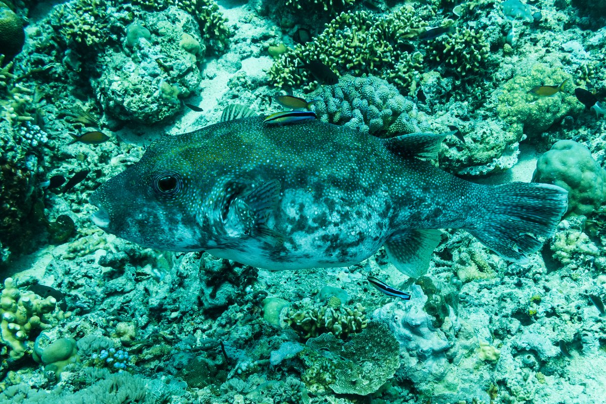 Bluespotted Puffer hero image