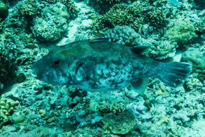 Bluespotted Puffer