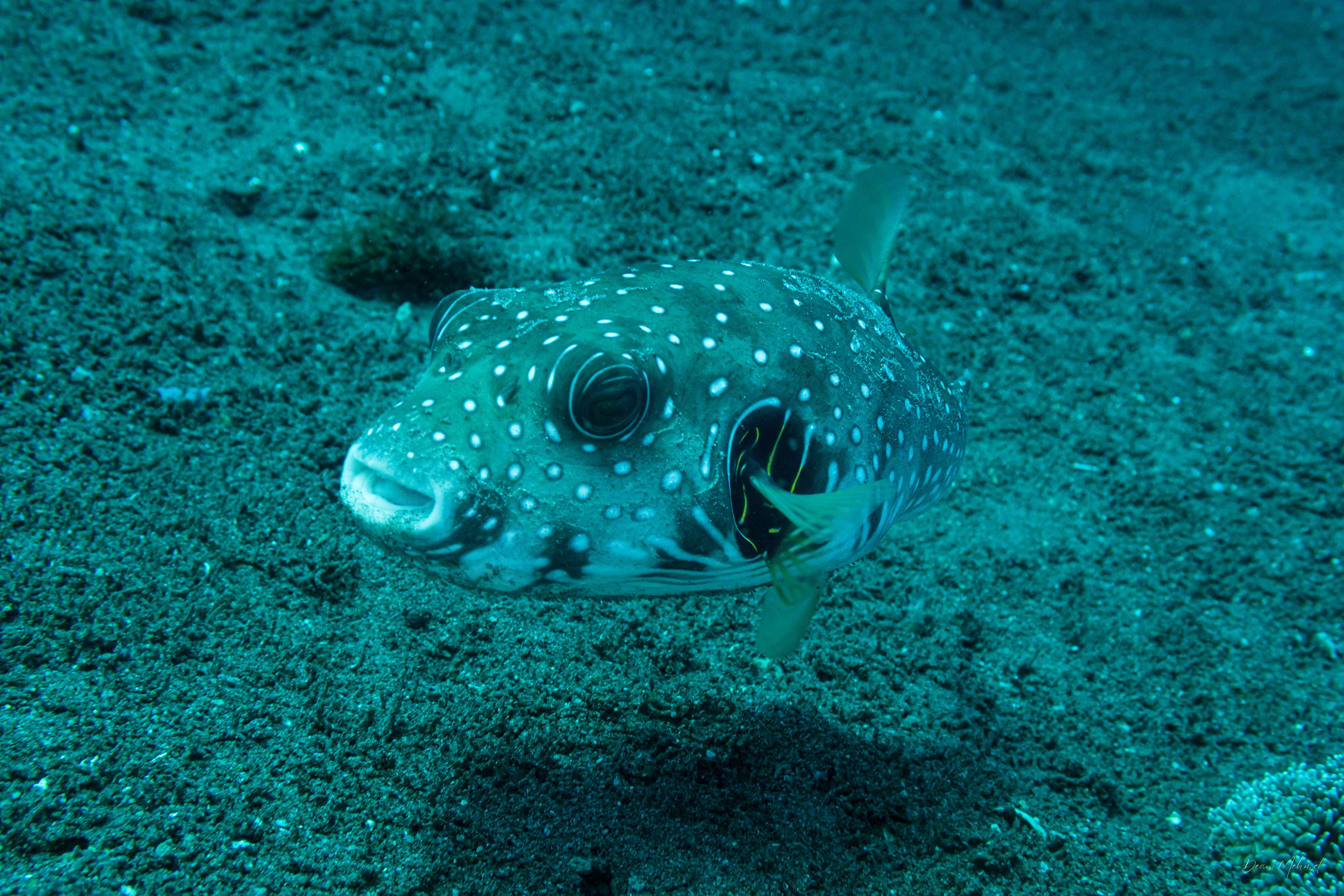 Stars And Stripes Puffer