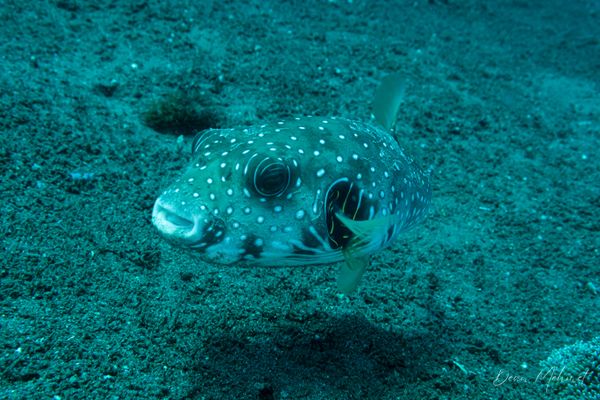 Stars And Stripes Puffer