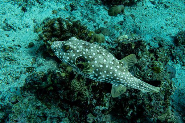 Stars And Stripes Puffer