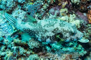 Pufferfish representative species