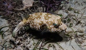 Stars And Stripes Puffer