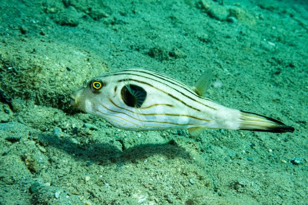 Narrowlined Puffer