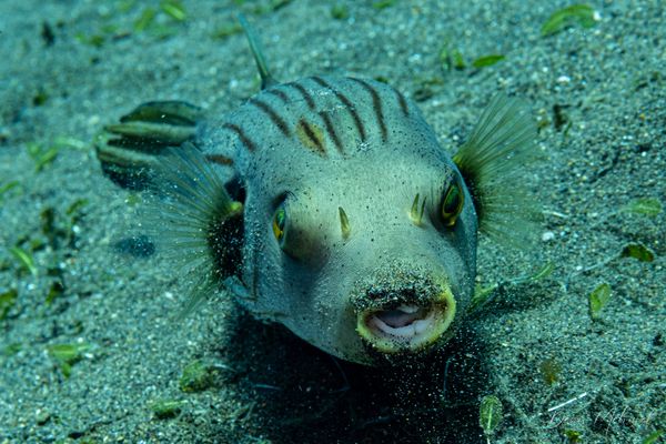 Narrowlined Puffer