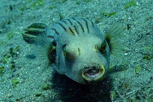 Narrowlined Puffer