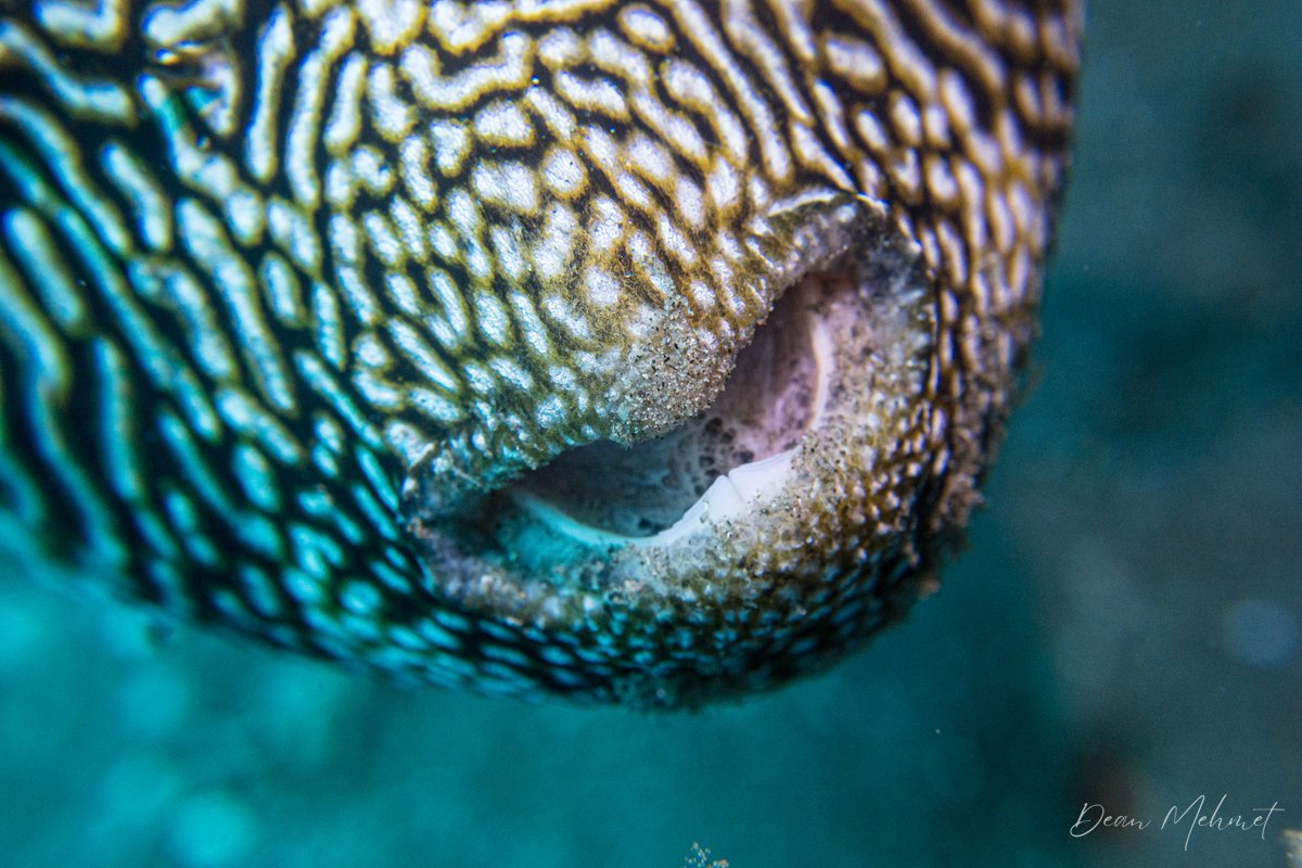 Scribbled Puffer