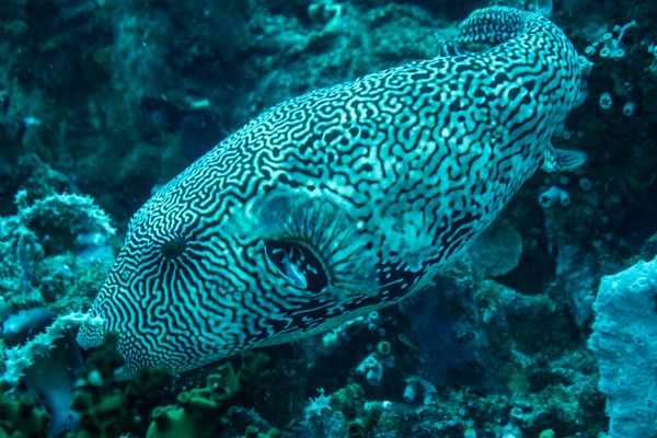 Verde Island encounter 2