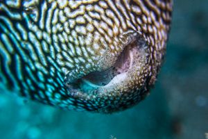 Pufferfish representative species