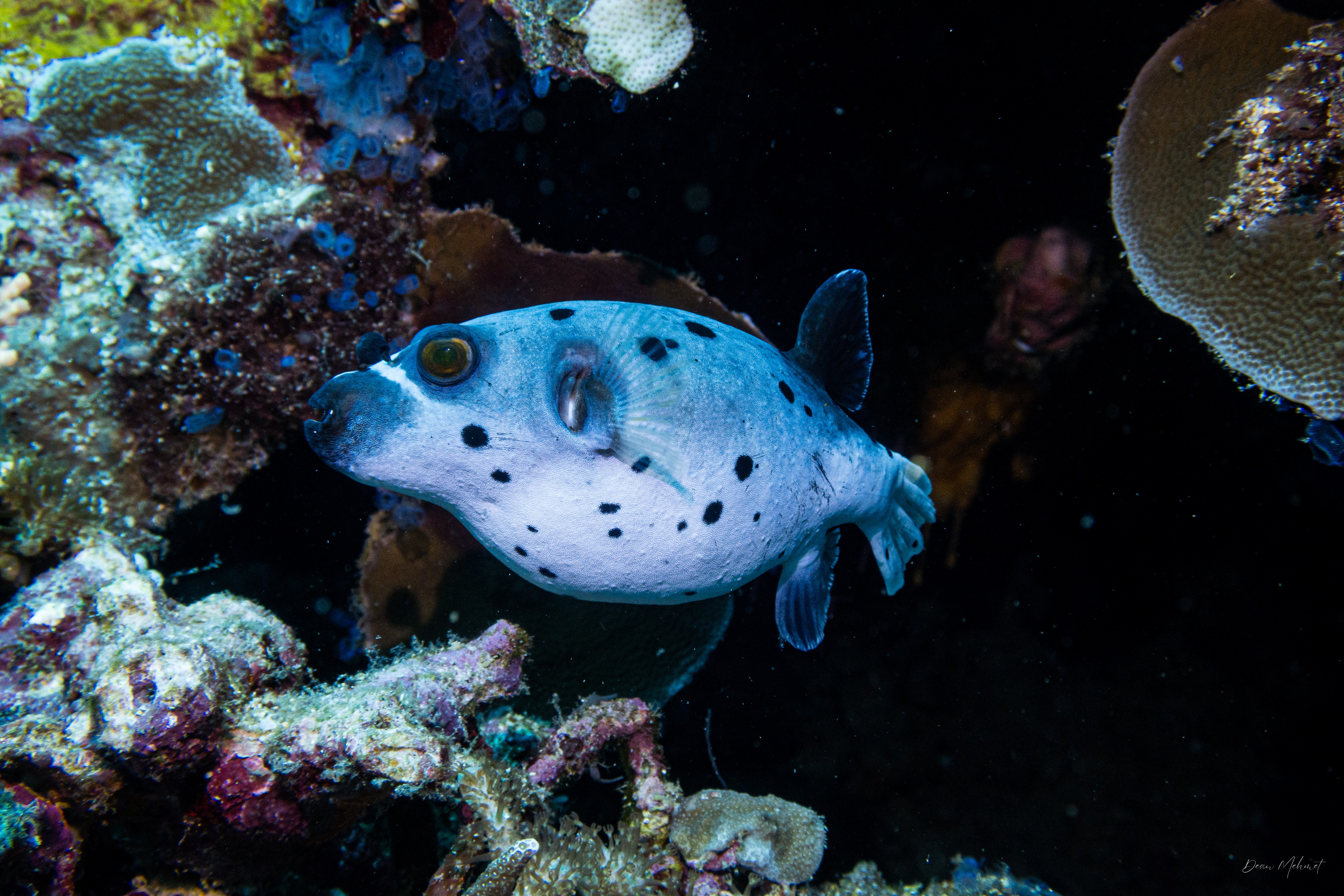 Blackspotted Puffer