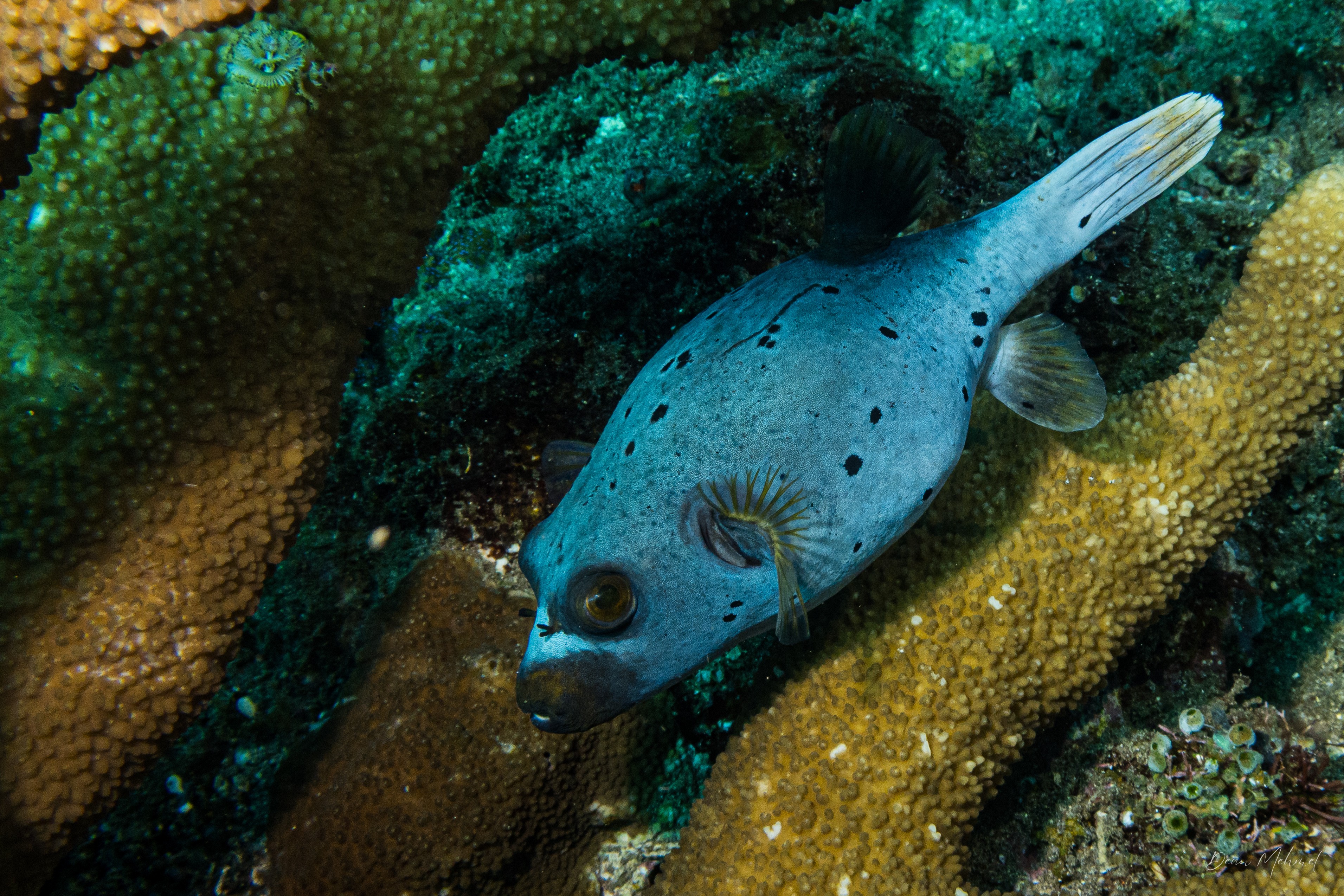 Blackspotted Puffer