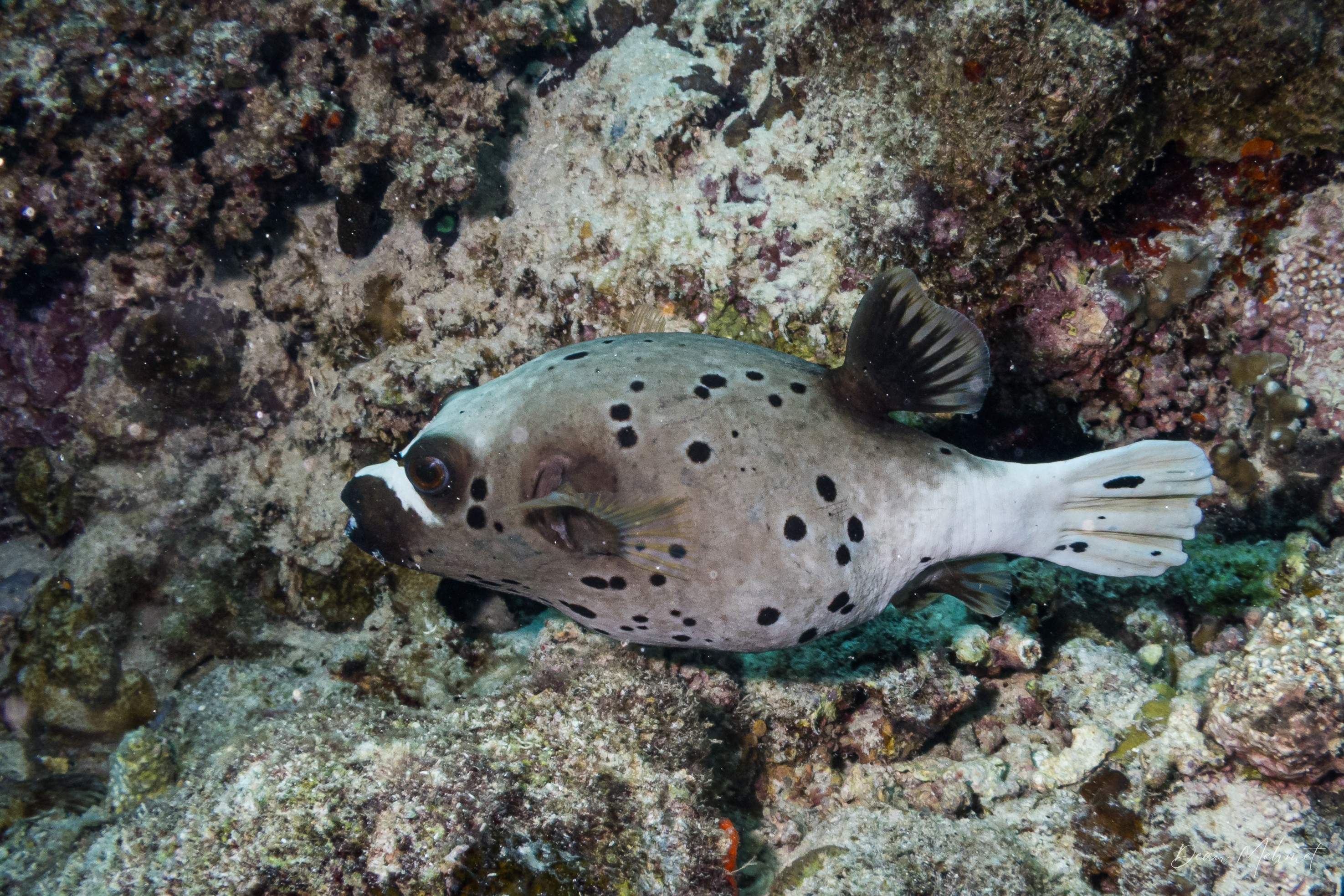 Blackspotted Puffer