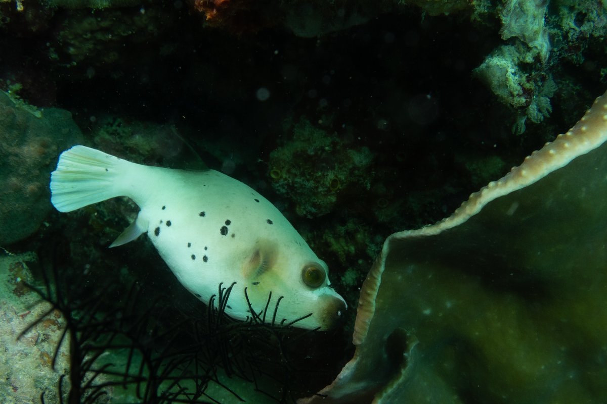 Blackspotted Puffer hero image
