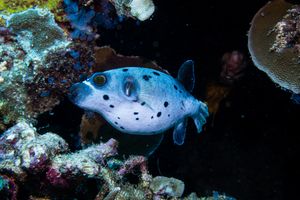 Blackspotted Puffer