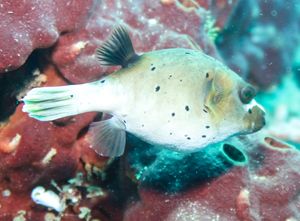 Blackspotted Puffer