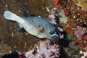 Blackspotted Puffer