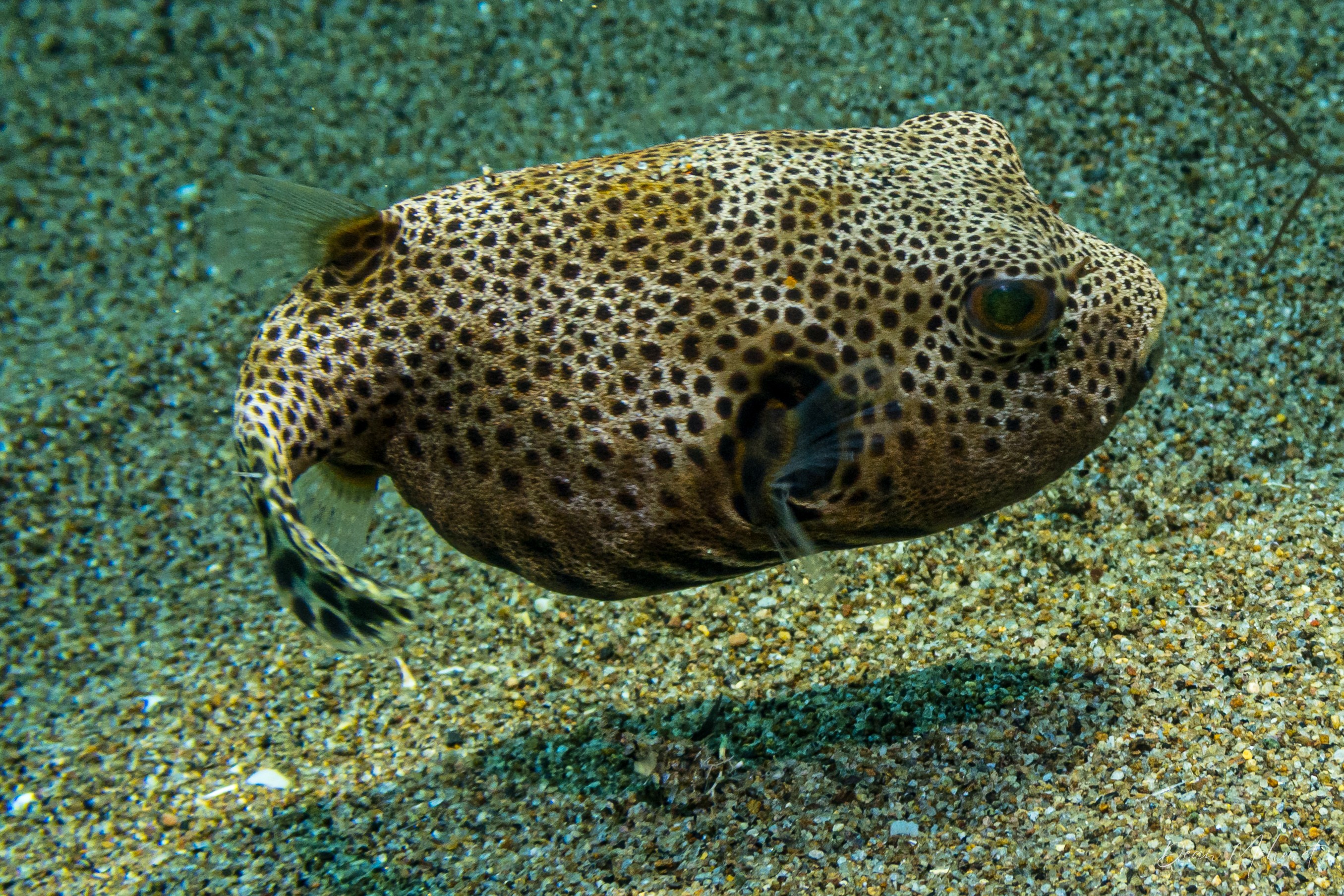 Starry Puffer