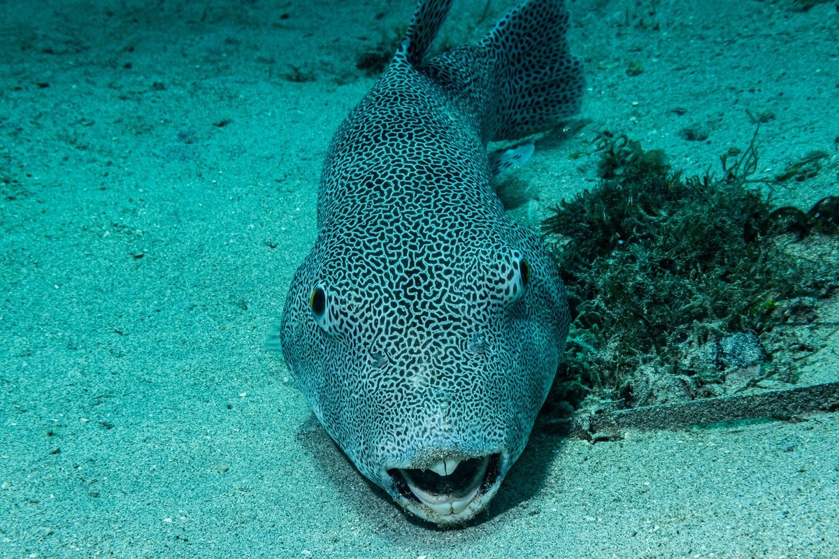 Starry Puffer