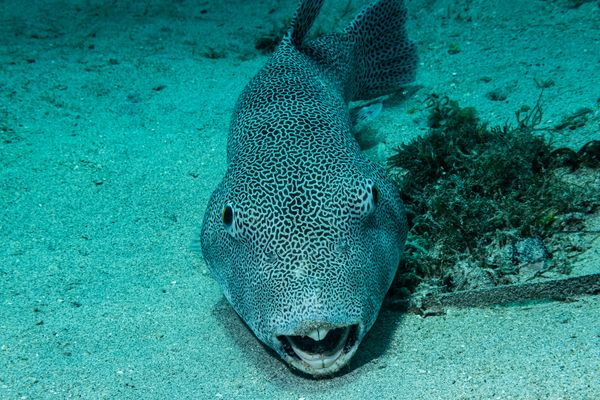 Starry Puffer - Gili Islands, Indonesia - 7 June 2023 - Dive 13 - Seahorse Bay