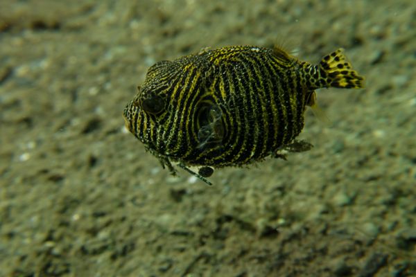 Starry Puffer