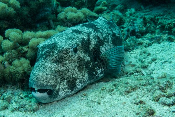 Starry Puffer