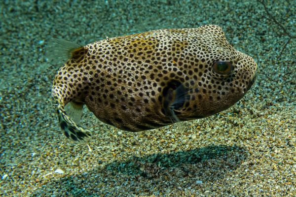 Starry Puffer