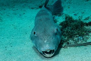 Starry Puffer