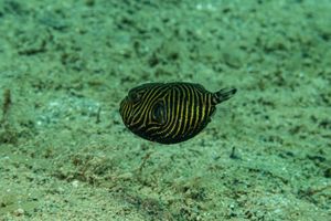 Starry Puffer