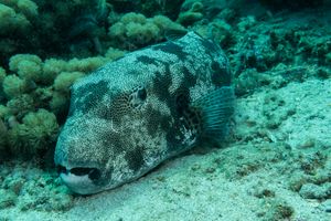 Starry Puffer