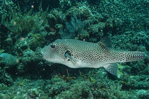 Starry Puffer