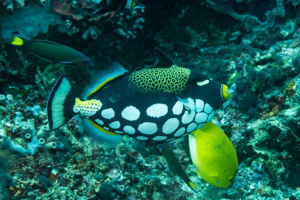 Verde Island encounter 4