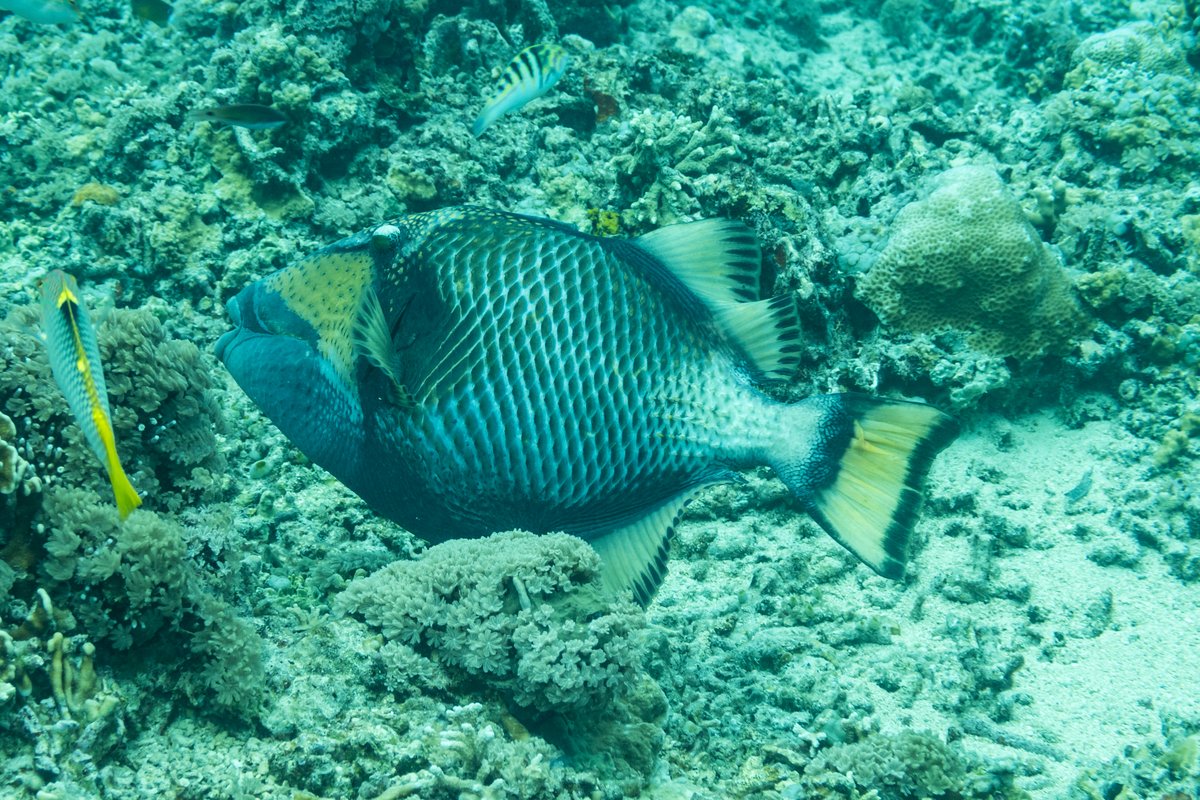 Titan Triggerfish