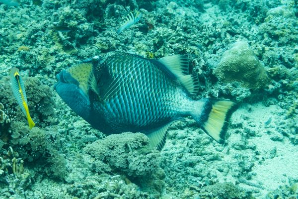 Titan Triggerfish