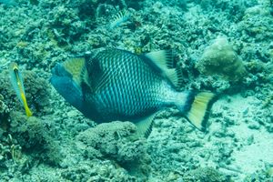 Balistoides representative species