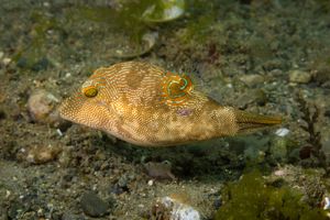 Tobies representative species