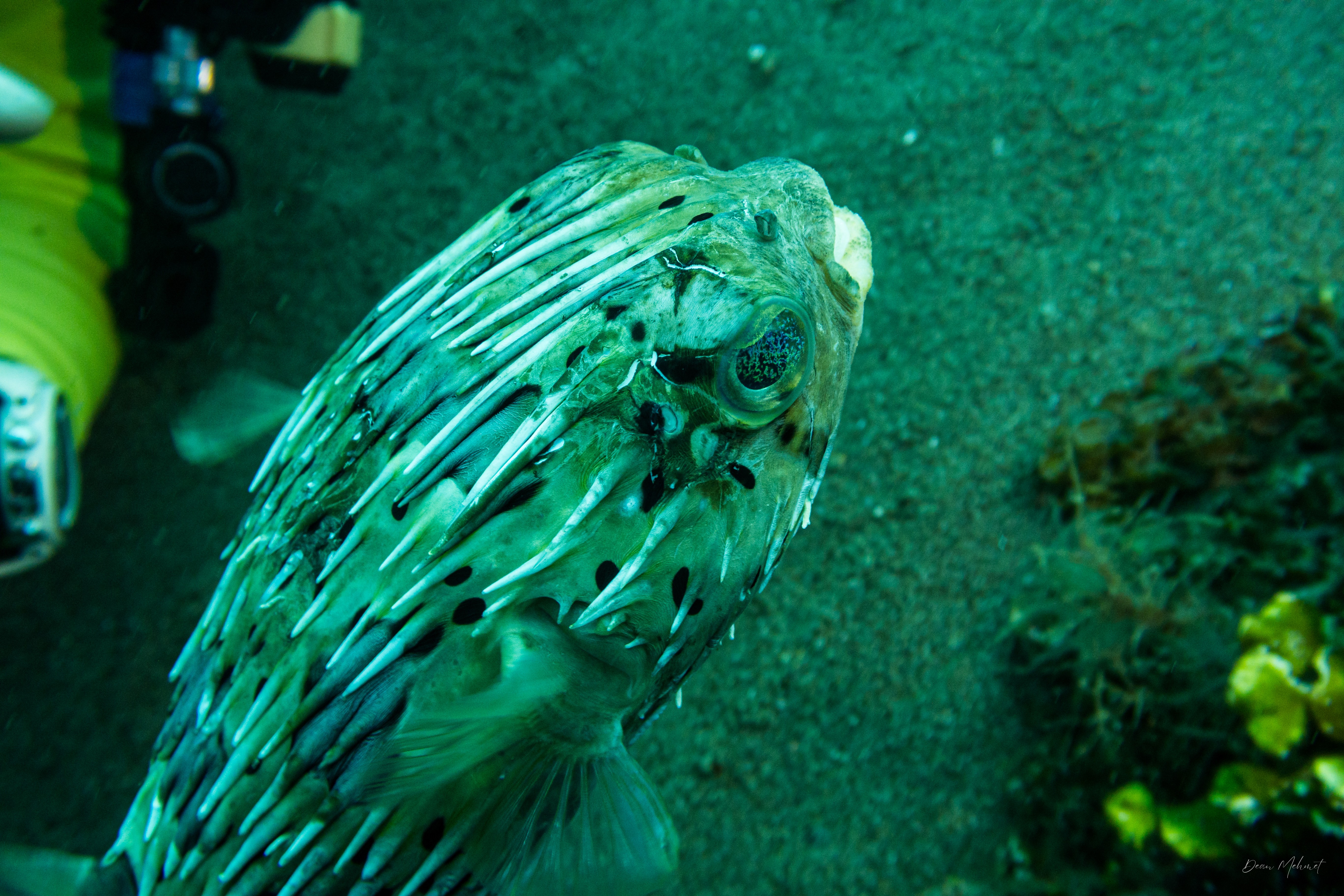 Long-spined Porcupinefish