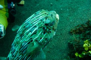 Porcupinefish representative species
