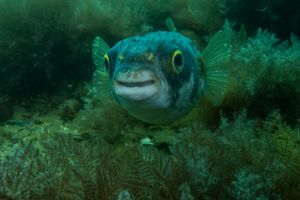 Globefish