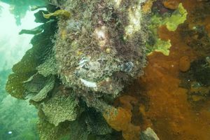 Gunn's Leatherjacket