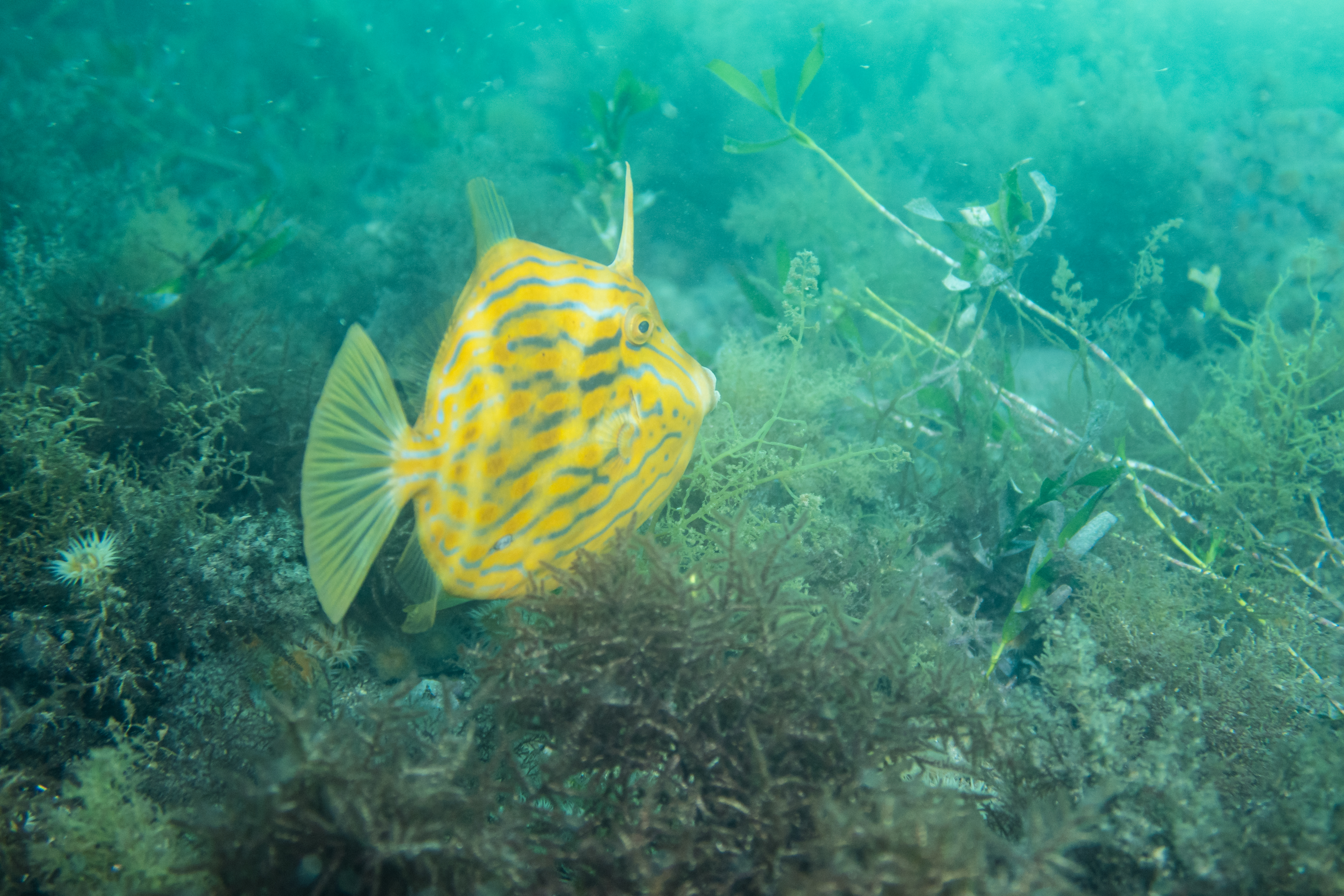 Mosaic Leatherjacket