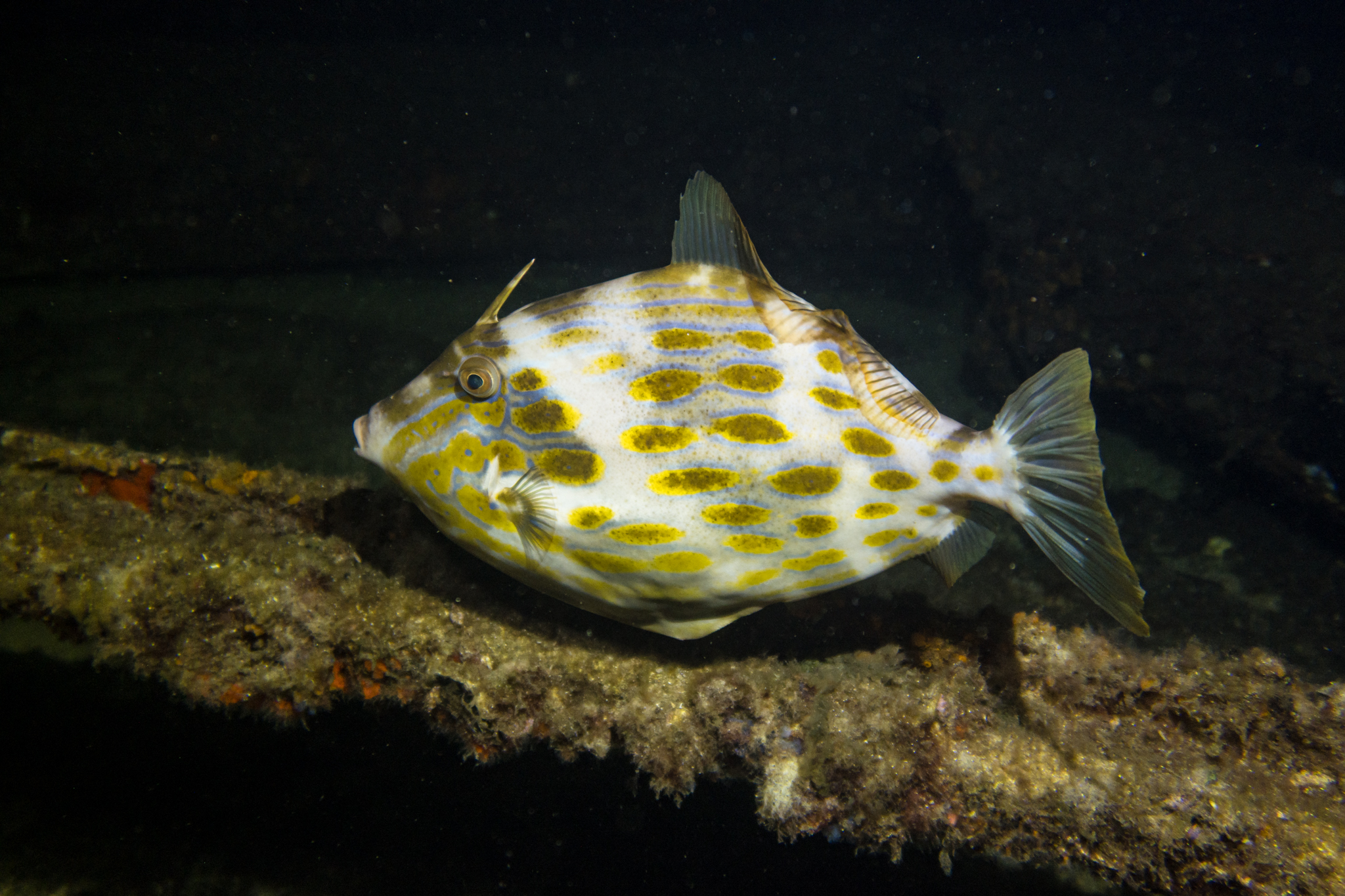 Mosaic Leatherjacket