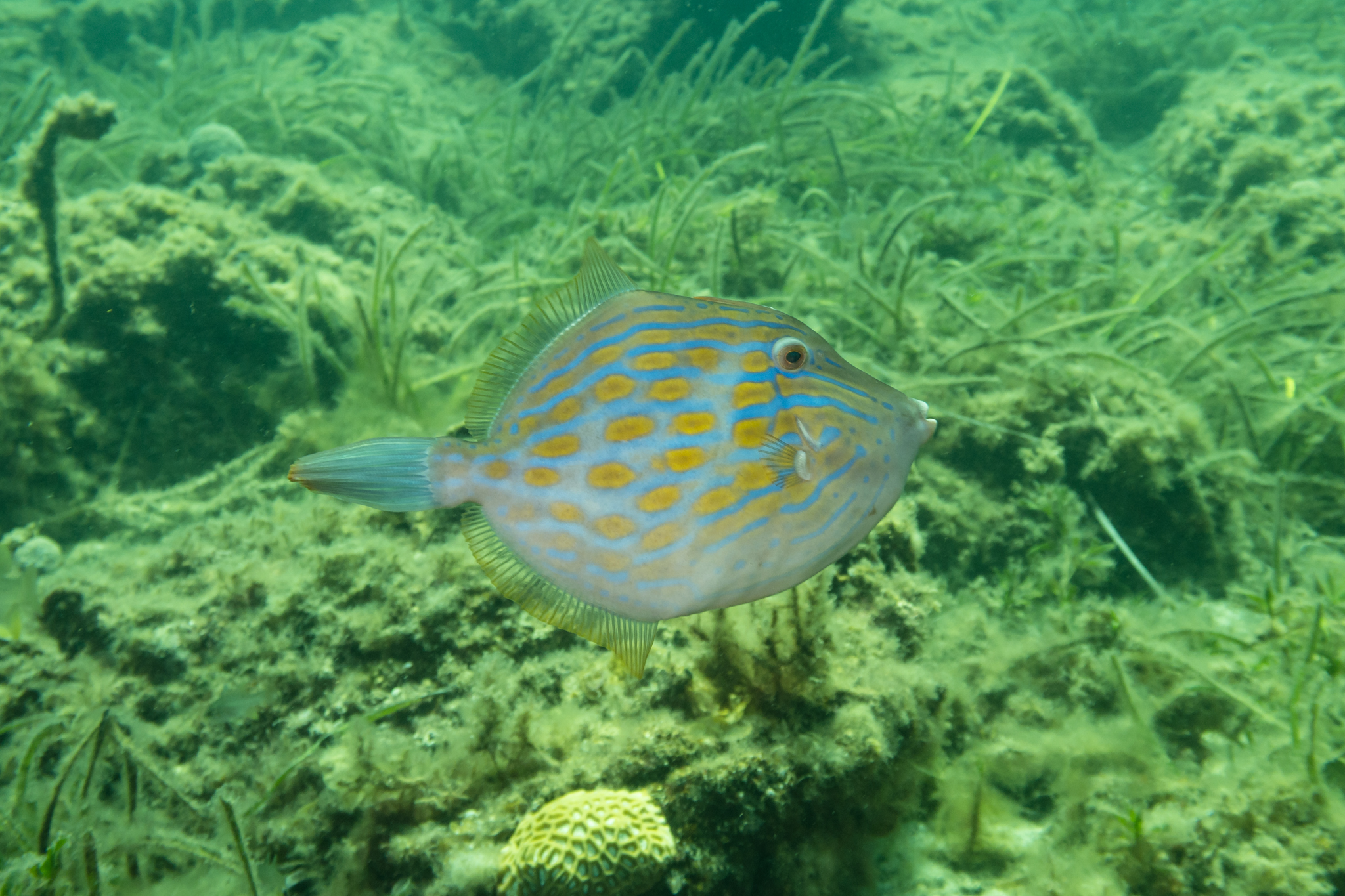 Mosaic Leatherjacket