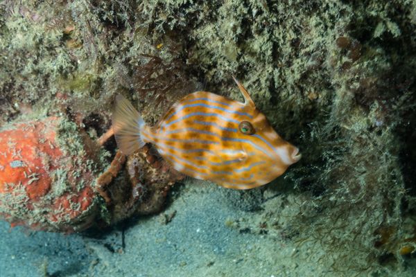 Mosaic Leatherjacket - Photo 5