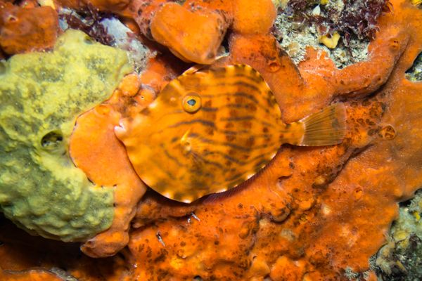 Mosaic Leatherjacket - Blairgowrie Marina / Oct 18, 2025