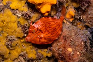 Blairgowrie Marina dive