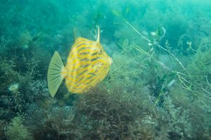 Mosaic Leatherjacket