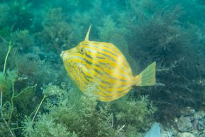 Mosaic Leatherjacket