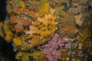 Mosaic Leatherjacket from Whyalla Trip - June 2023