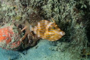 Mosaic Leatherjacket