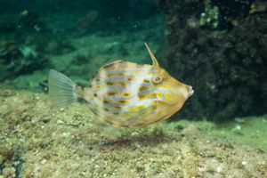 Mosaic Leatherjacket